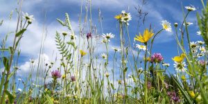 Natural Wildflower Seeds