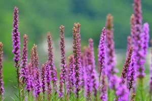 Growing Wild Orchids